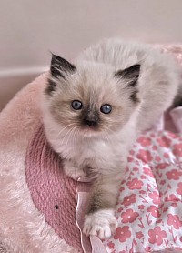 Pourquoi ai-je voulu devenir éleveuse ?