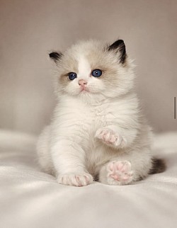 Love petite pomeranien baby face