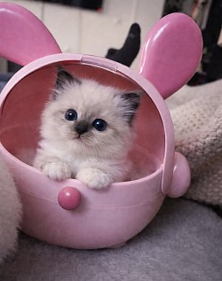 Sunny et Winnie Spitz & Pomchie